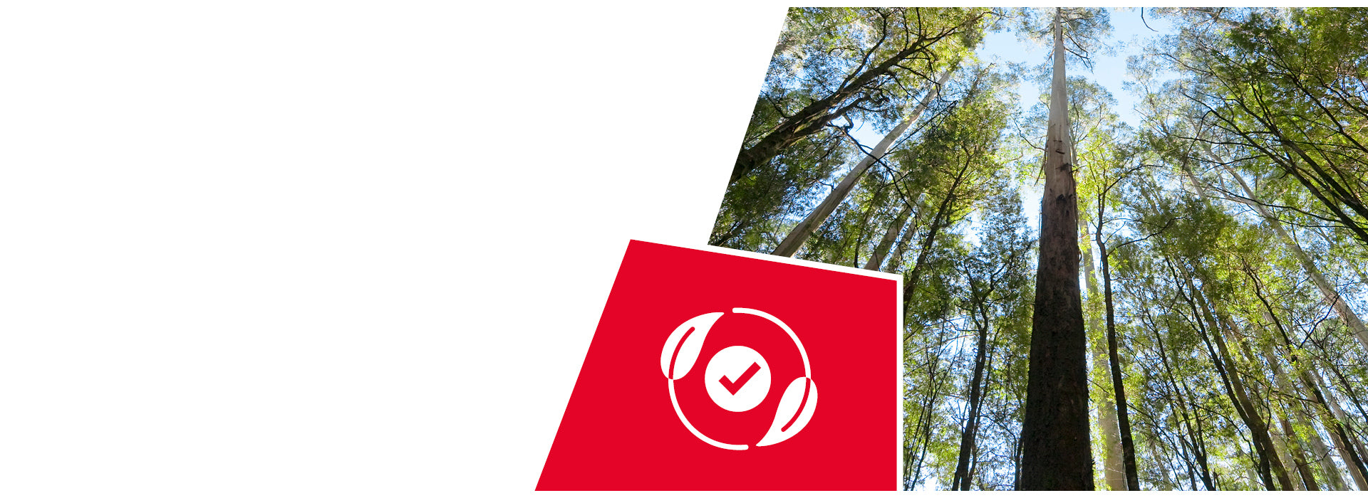 Carte rouge avec un logo blanc en forme de coche circulaire, placée dans une forêt avec de grands arbres et une canopée verte, vue d'en bas contre un ciel bleu.