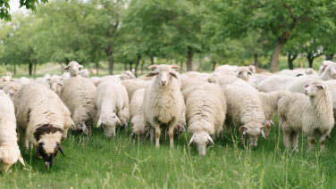 Troupeau de moutons blancs dans un pré verdoyant sous les arbres - source de laine mérinos de haute qualité