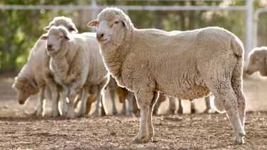 Des moutons blancs se tiennent sur un terrain sablonneux devant une clôture en bois. Au premier plan, on aperçoit un mouton isolé au pelage épais et crème qui regarde sur le côté.