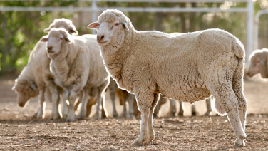 Groupe de moutons mérinos blancs sur un sol sablonneux avec une clôture en bois à l'arrière-plan.