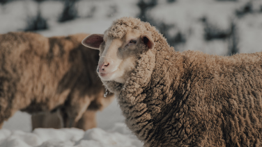 Un mouton mérinos à la toison dense et brune se tient au premier plan d'un troupeau de moutons dans la neige.