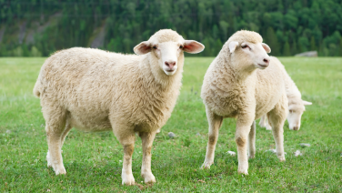 Deux moutons blancs au pelage épais dans un pré verdoyant, avec des montagnes boisées en arrière-plan ; l'un d'eux regarde droit vers l'appareil photo.