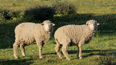Deux moutons mérinos au pelage épais et blanc crème se tiennent côte à côte dans une prairie fleurie et regardent l'objectif.