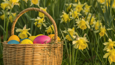 Un panier en osier tressé contenant des œufs de Pâques colorés en rose, jaune, bleu et orange est posé parmi des jonquilles jaunes en fleurs.