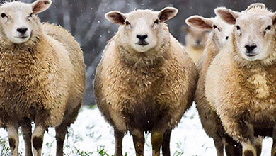 Qu’est-ce que la laine vierge ?