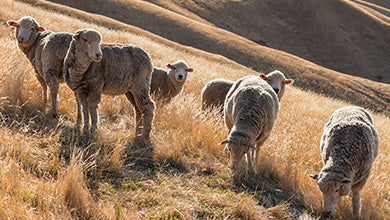 Tout savoir sur les moutons Mérinos