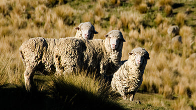 La laine Mérinos - propriétés de la fibre naturelle fonctionnelle